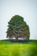 Baum
