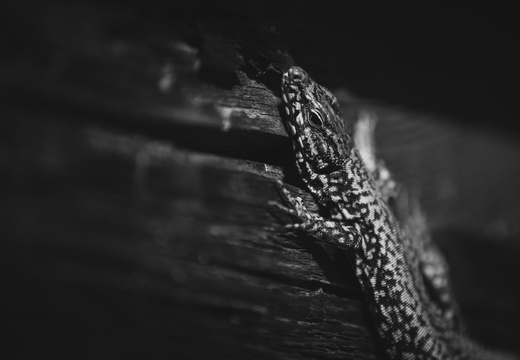 DSC 42636016 x 401635