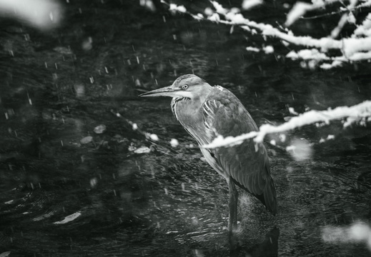 Vogel im Wasser